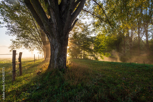 Alter Baum im Gegenlicht im Nebel am Morgen zur Herbstzeit