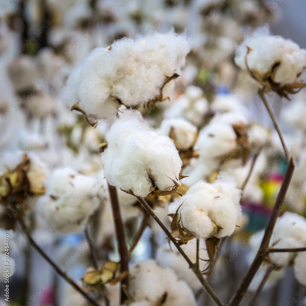 White soft cotton on the field, ready to harvest. White soft cotton on the field, ready to harvest.