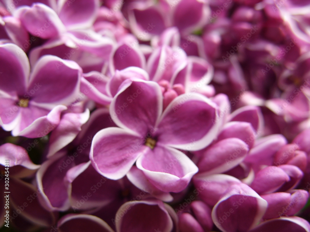 Purple lilac