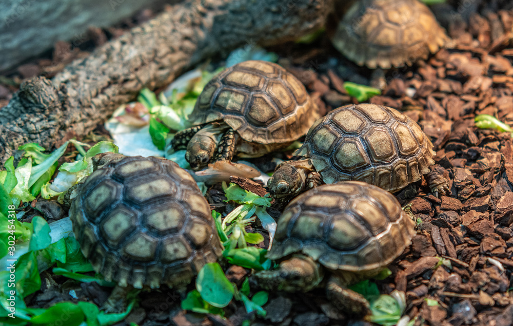 Terrestrial turtle in terrarium. Terrestrial turtle in terrarium.