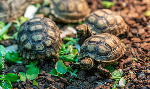 Wallpaper Mural Terrestrial turtle in terrarium. Torontodigital.ca