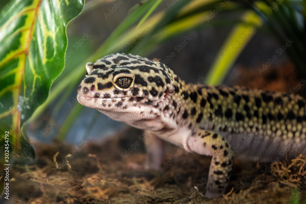 Leopard gecko in a terrarium. Leopard gecko in a terrarium.