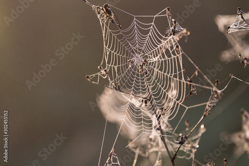Spinnennetz mit Morgentau von der Morgensonne angescheint