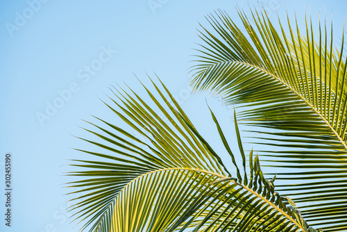 coconut leaves © songdech17