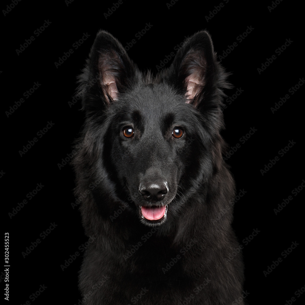 Portrait of Groenendael Belgian Shepherd Dog Curious Gazing on Isolated Black Background