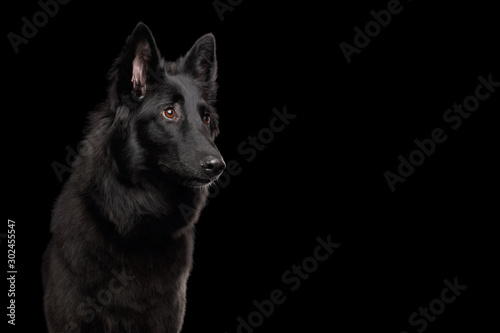Portrait of Groenendael Belgian Shepherd Dog Curious Stare at side on Isolated Black Background