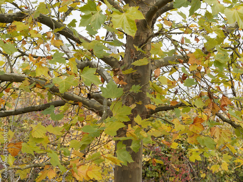 (platanus x hispanica or acerifolia) London plane tree or hybrid plane tree with fall colors photo