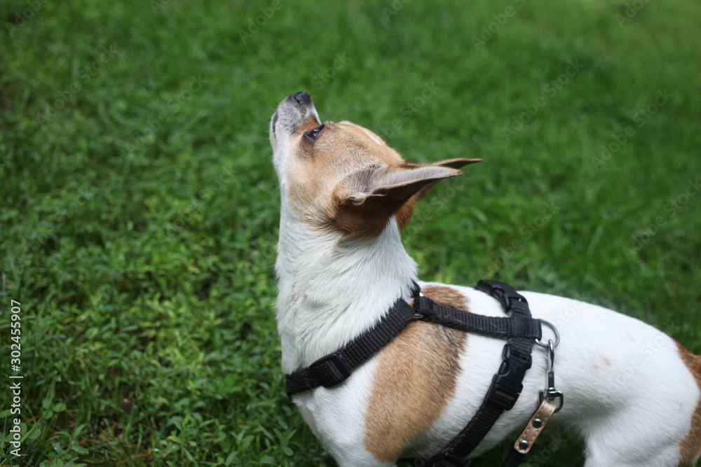 Profile of tiny chihuahua outdoors in a green park Profile of tiny chihuahua outdoors in a green park