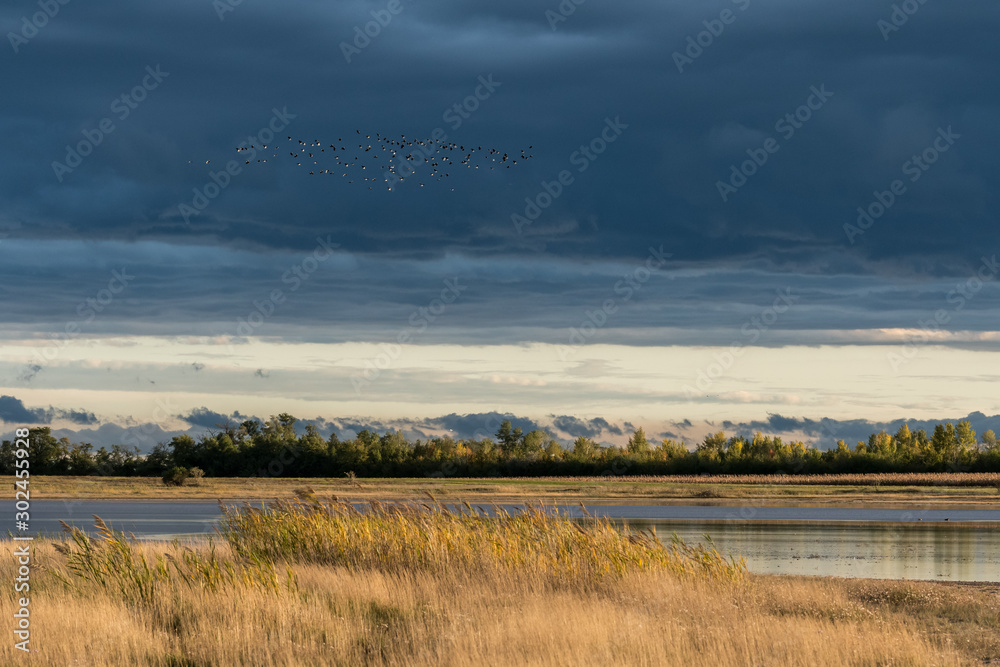 Großer Schwarm von Staren im Herbst in der Luft über Wasser und Schilf Großer Schwarm von Staren im Herbst in der Luft über Wasser und Schilf