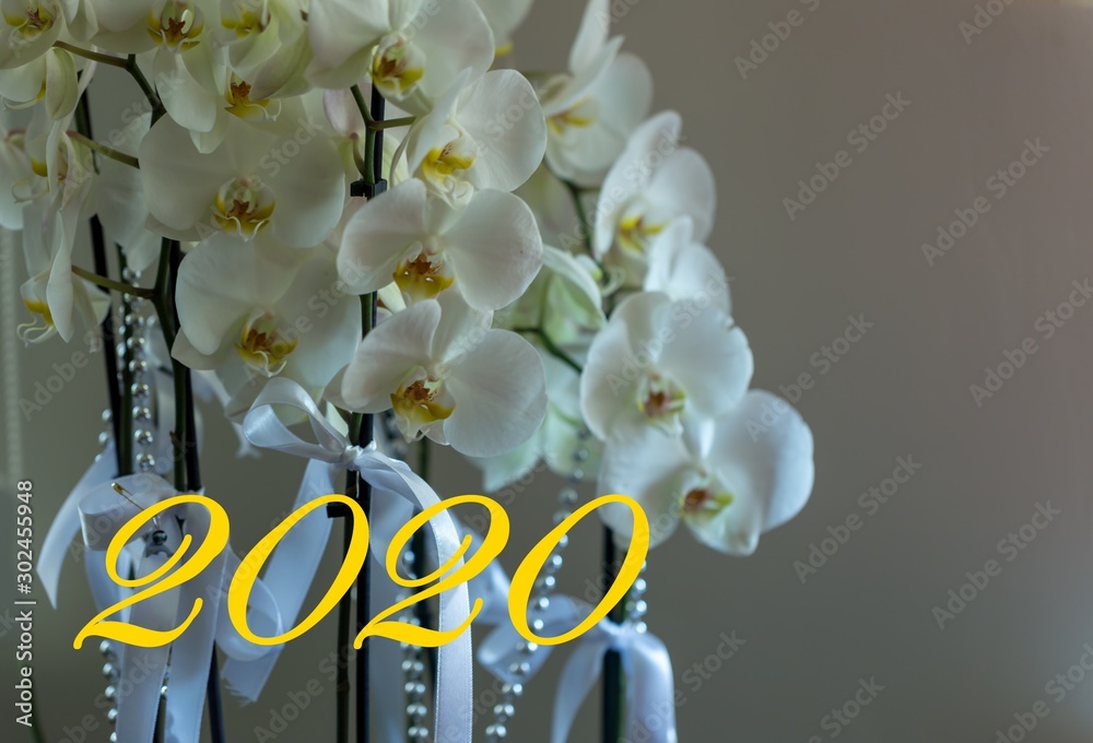 Fototapeta premium new year card with white orchid