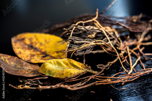 Close up shot of cut aerial roots of banyan tree along with some dried yellow-colored banyan leaves with it on a black surface. Horizontal shot. photo