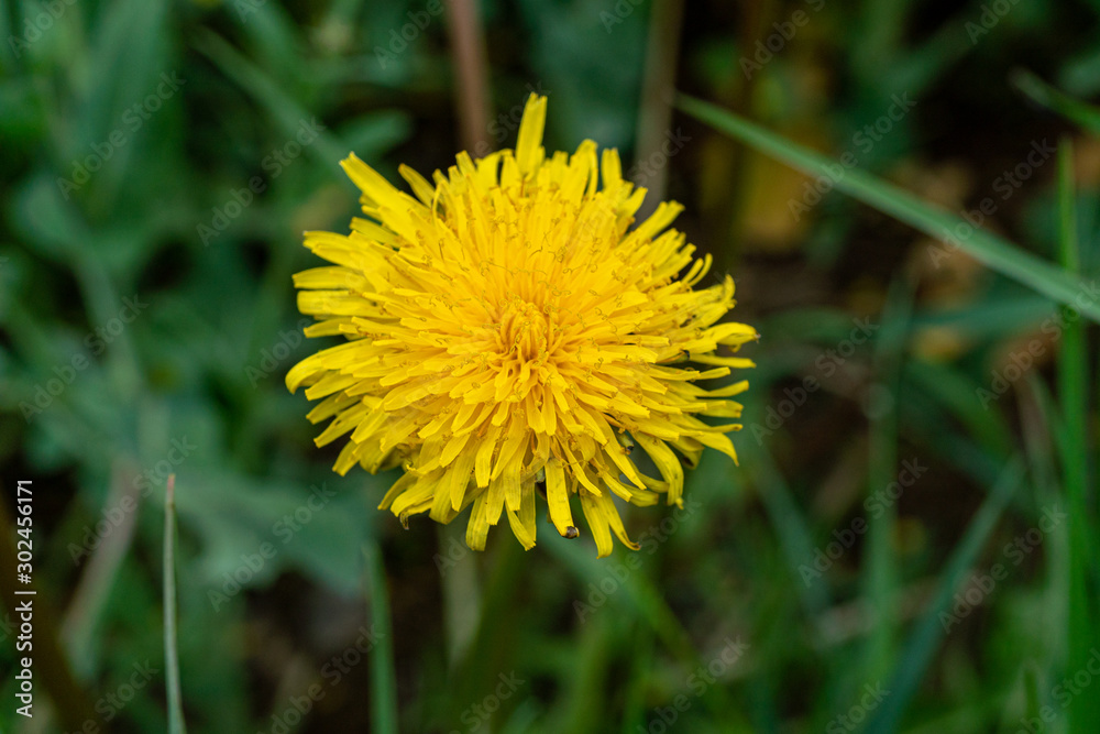 Close-Up of a dandelion in full blossom during spring time in Germany