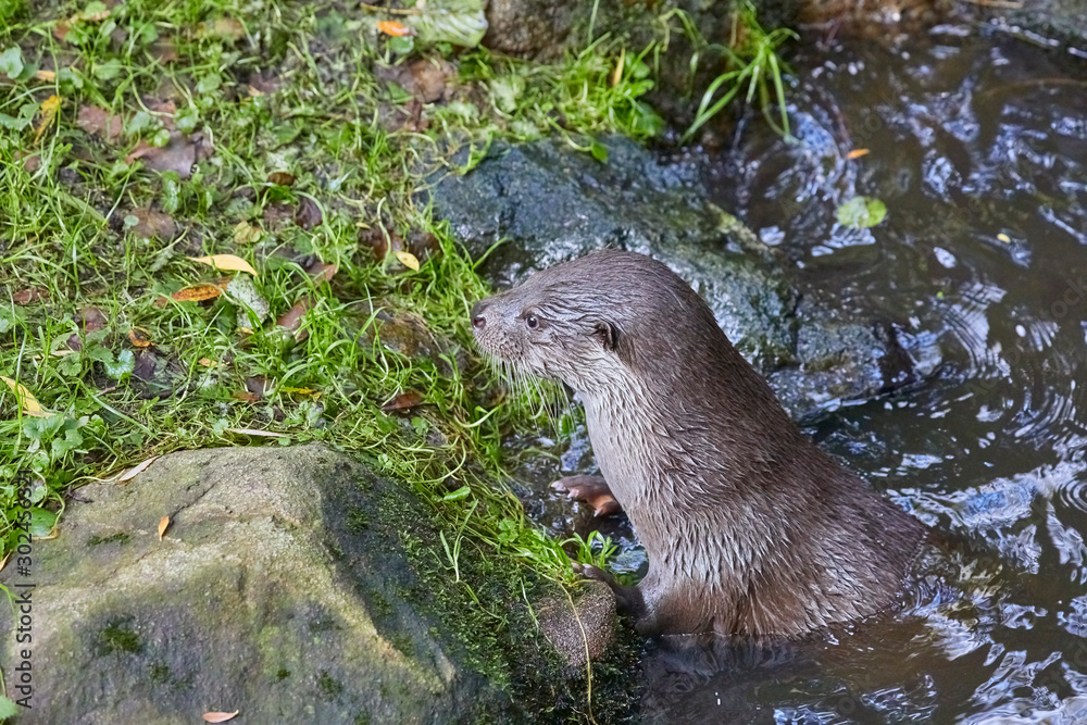 Hungry otter at feeding by the water. Hungry otter at feeding by the water.