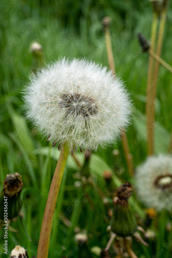 Close-Up of a dandelion with a insect on top in full blossom during spring time in Germany Close-Up of a dandelion with a insect on top in full blossom during spring time in Germany