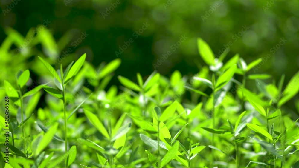Full frame of green tree as background. Full frame of green tree as background.