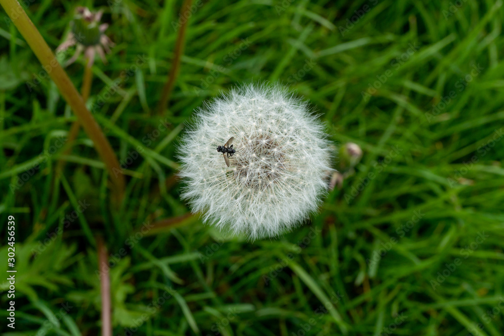 Close-Up of a dandelion with a insect on top in full blossom during spring time in Germany Close-Up of a dandelion with a insect on top in full blossom during spring time in Germany