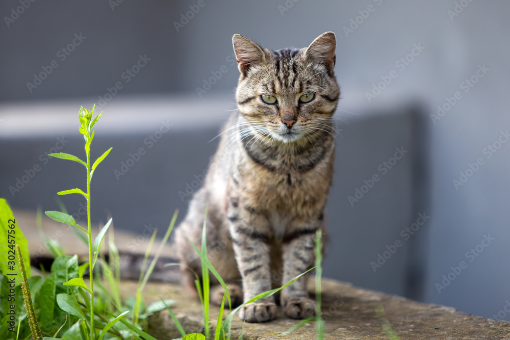 Obraz premium Big domestic cat enjoying warm summer weather.