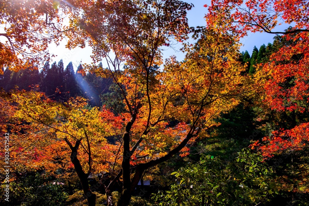 Fototapeta premium 清川の紅葉