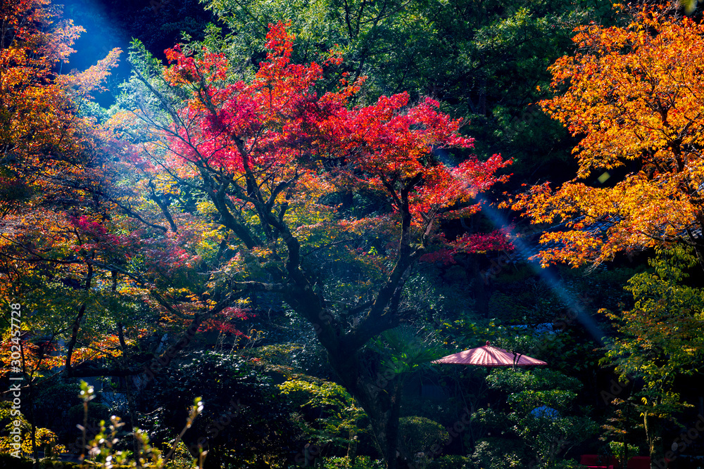 Obraz premium 清川の紅葉