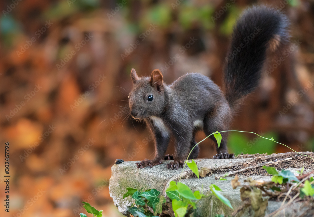 Braunes Eichhörnchen steht auf allen Vieren auf einem Stein mit Efeu bewachsen Braunes Eichhörnchen steht auf allen Vieren auf einem Stein mit Efeu bewachsen