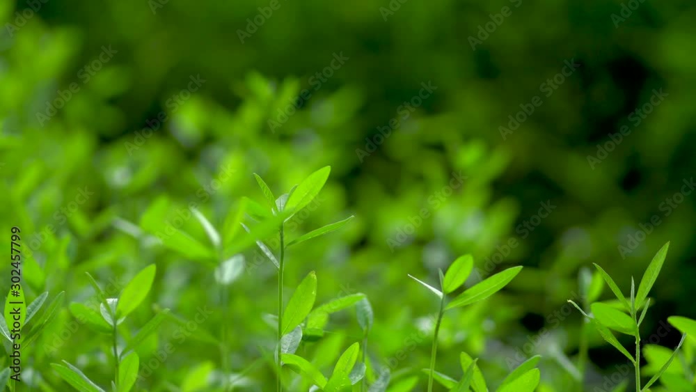 grass with water drops grass with water drops