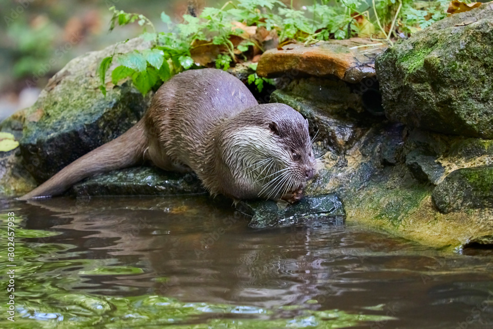 Obraz premium Hungry otter at feeding by the water.