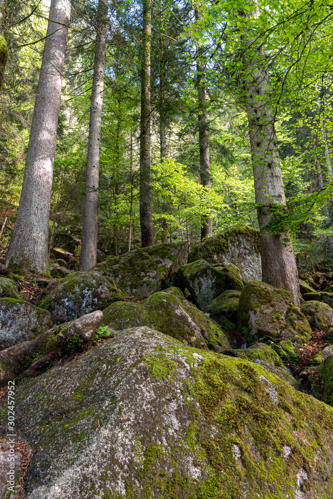 Sun beams through thick trees branches in dense green forest Sun beams through thick trees branches in dense green forest