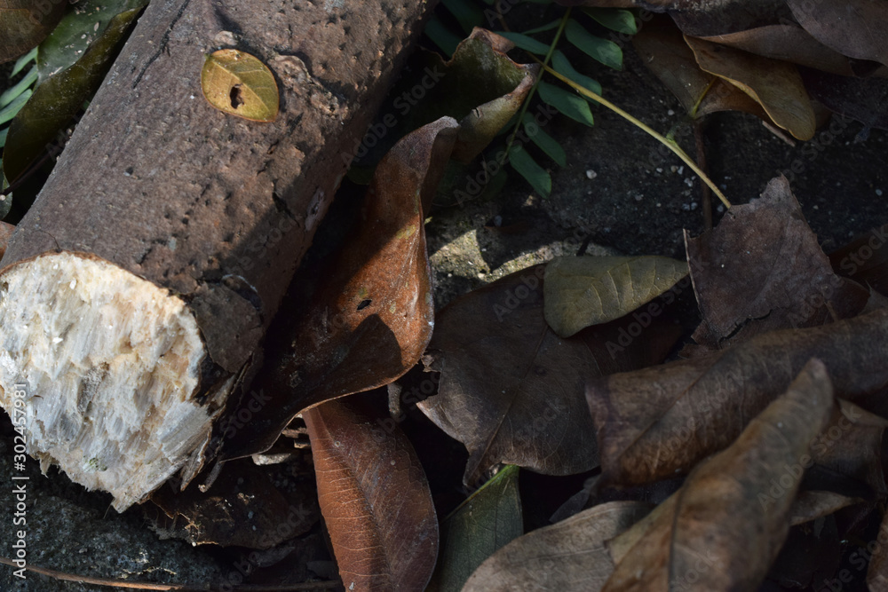 leaf litter leaf litter