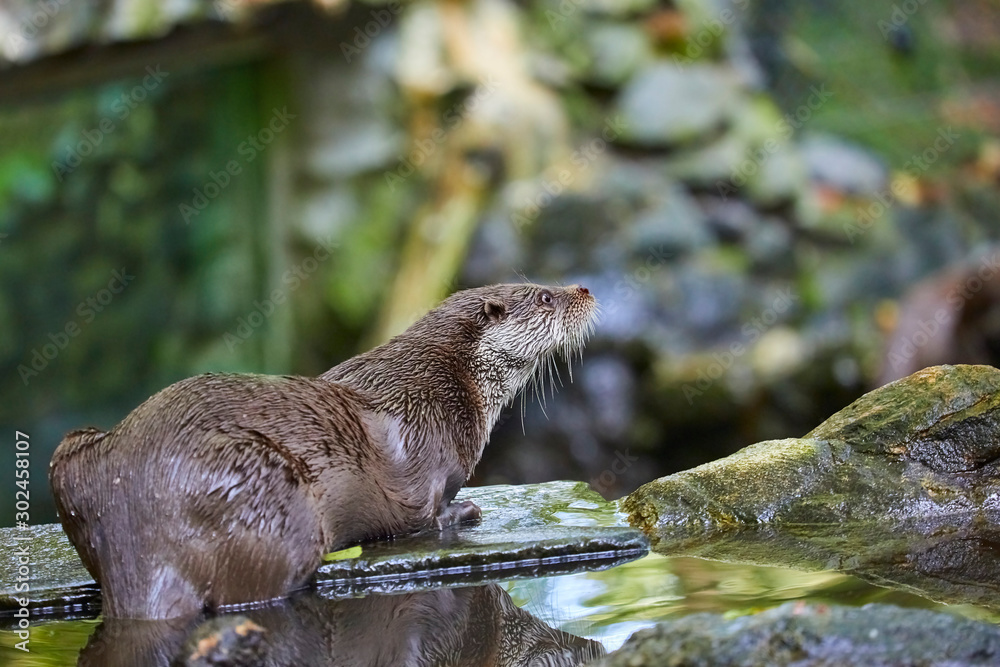Obraz premium Hungry otter at feeding by the water.