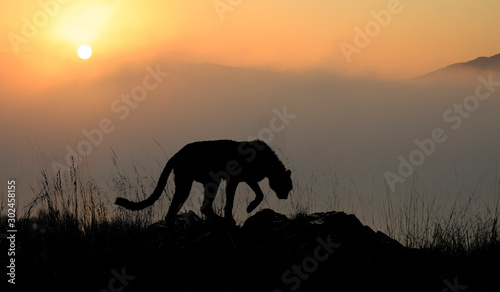 Sihouette of a cheeth against the sunrise photo