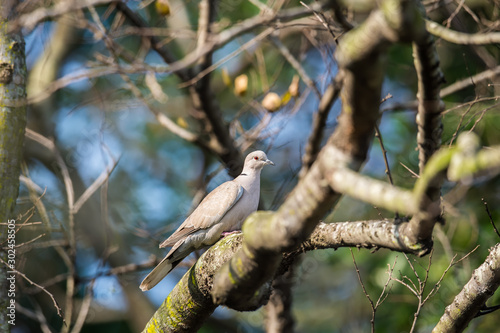 Eurasian Collared Dove in Mai Po Marshes, Hong Kong (Formal Name: Streptopelia decaocto) photo