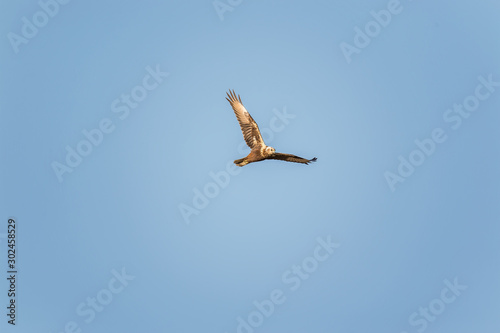 Eastern Marsh Harrier in Mai Po Marshes  Hong Kong  Formal Name  Circus spilonotus 