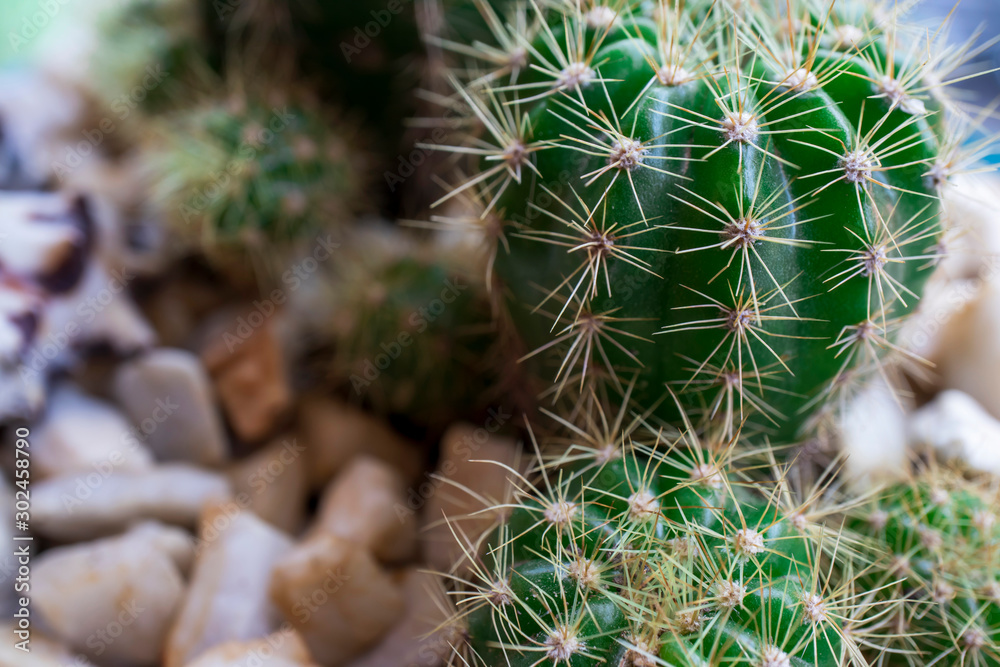 Green cactus in the pot Green cactus in the pot