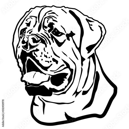 Head portrait of English mastiff, Bullmastiff dog. Isolated outlined sketch,contour vector illustration