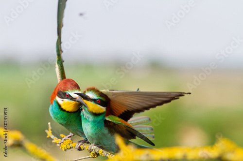 beautiful wild birds spring courtship