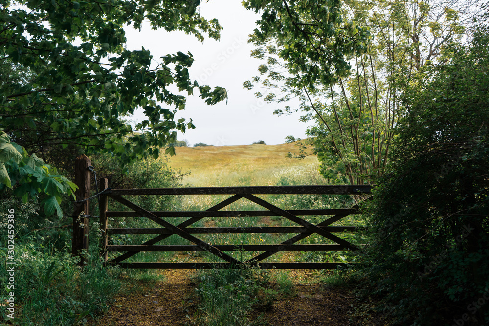 Field gate with a chain and a lock. Fresh green leaves of an oak tree and wild flowers. Wheal tracks leading through the gate and into the grazing fields.
