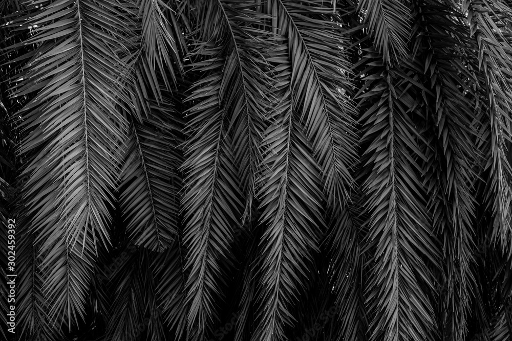 tropical monochrome palm leaf and shadow, abstract natural background, dark tone