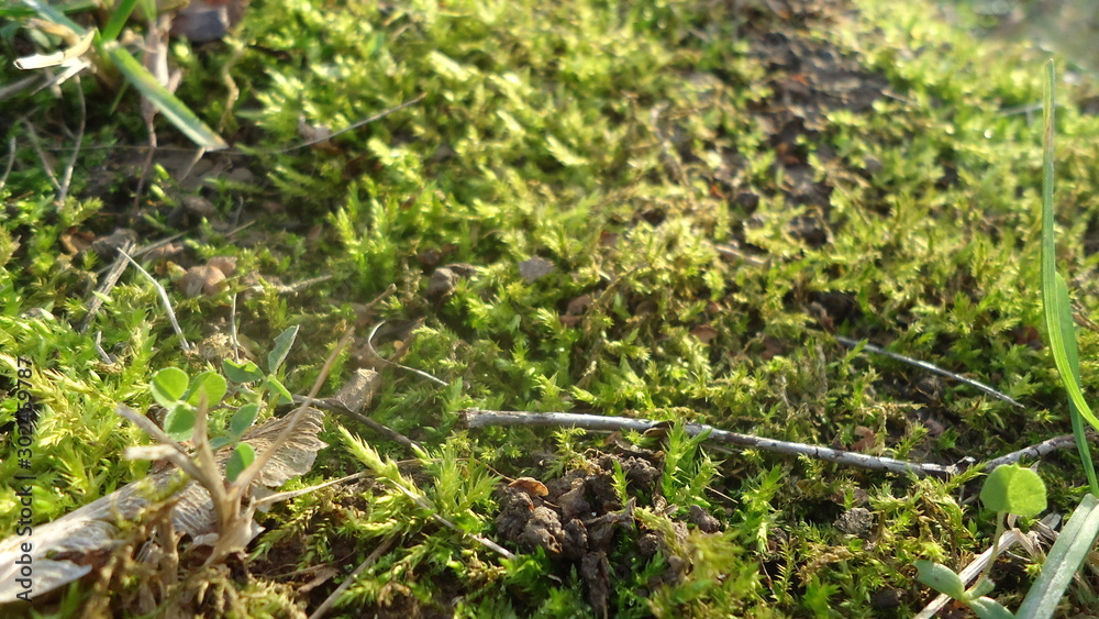 background image of beautiful moss with leaves background image of beautiful moss with leaves