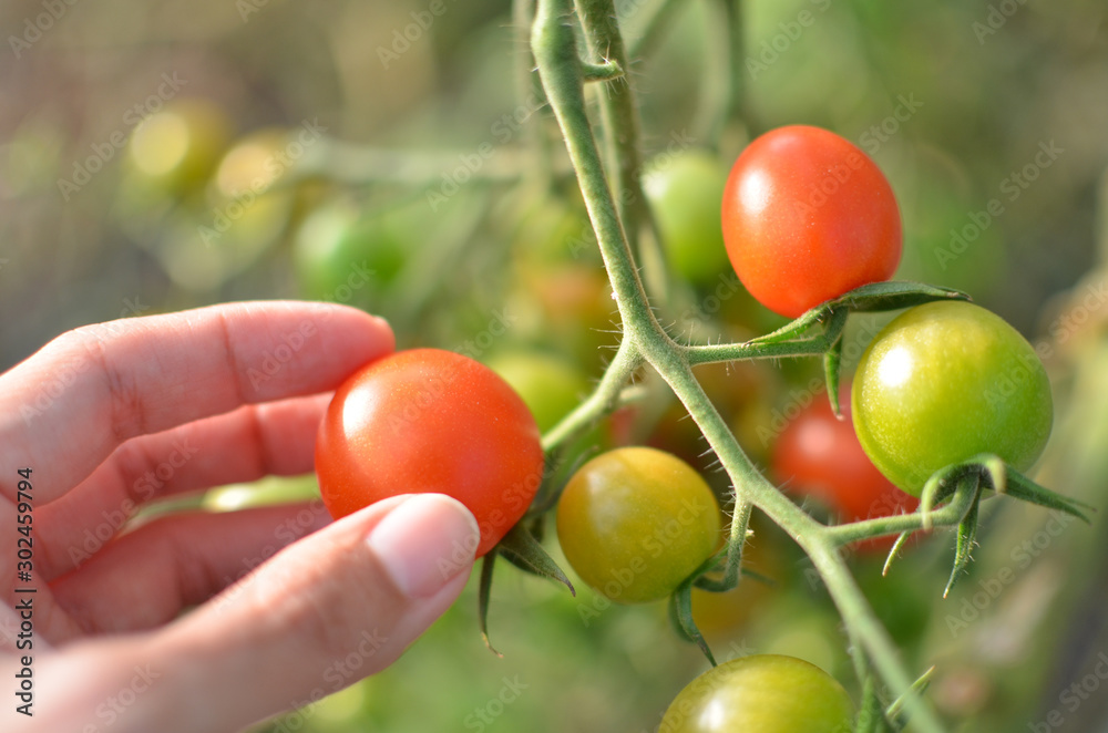  Close up of cherry tomatoes and female hands