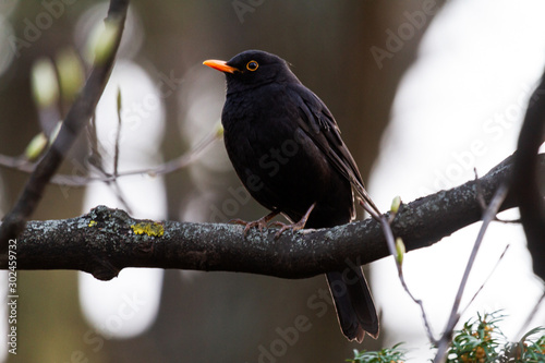 blackbird at dusk sits on a branch