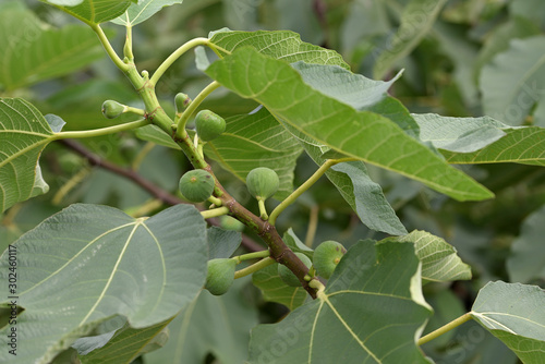 Young fruits of fig  on the branch