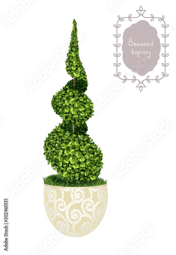 Isolated boxwood spiral topiary,  garden plant, vector background. English boxwood, evergreen dwarf shrubs. Shrub for landscape.