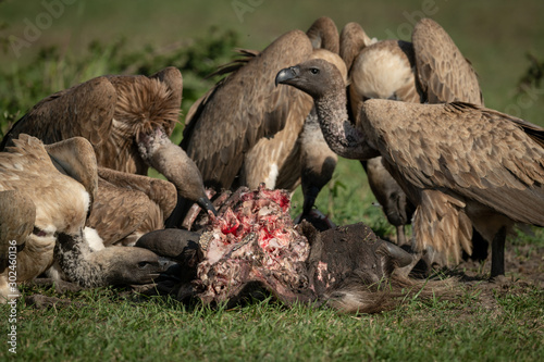 Close-up of white-backed vulture standing over kill photo