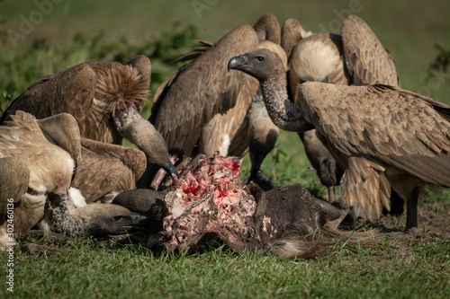 Bild auf Leinwand Close-up of white-backed vulture standing over kill