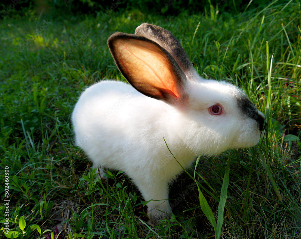 Beautiful white rabbit with a dark nose and ears on the grass. Bunny eats grass. Beautiful white rabbit with a dark nose and ears on the grass. Bunny eats grass.