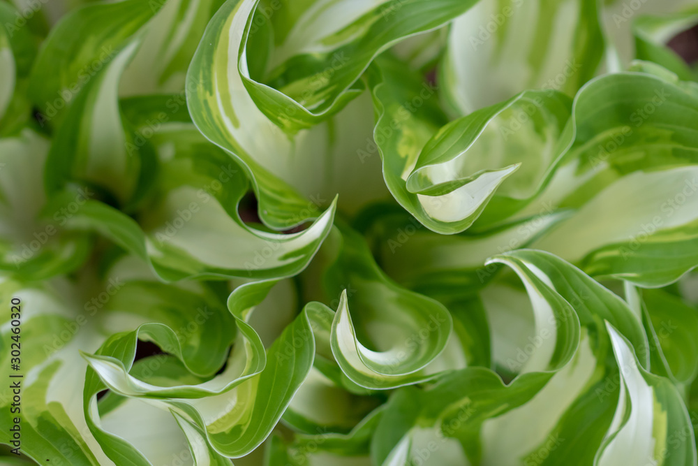 Abstract plant texture