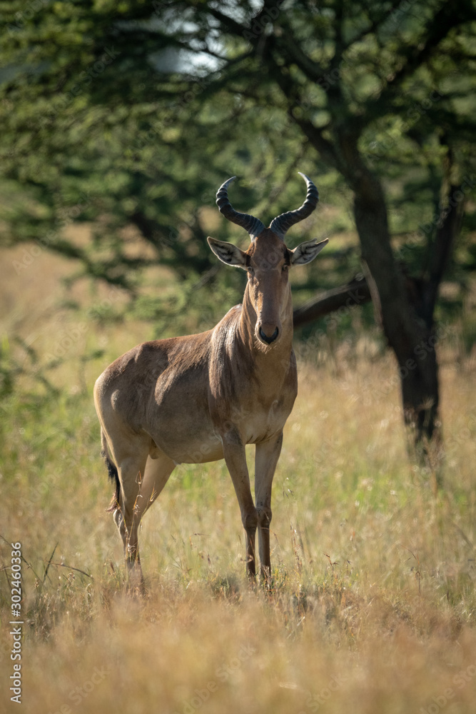 Coke hartebeest standing on mound eyeing camera Coke hartebeest standing on mound eyeing camera