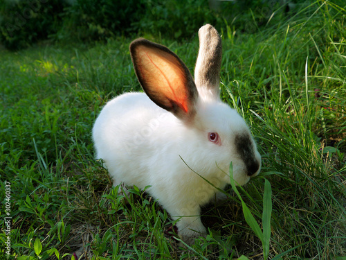 Beautiful white rabbit with a dark nose and ears on the grass. Bunny eats grass.