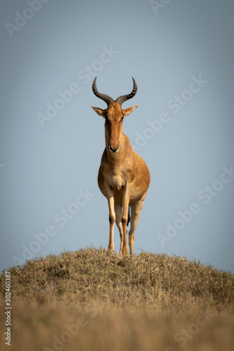 Coke hartebeest stands on mound facing camera