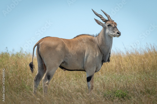 Common eland stands in grass turning head photo